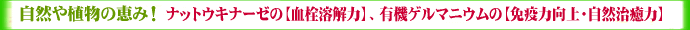 ���R��A���̌b�݁I�i�b�g�E�L�i�[�[�́y����n��́z�A�L�@�Q���}�j�E���́y�Ɖu�͌���E���R�����́z